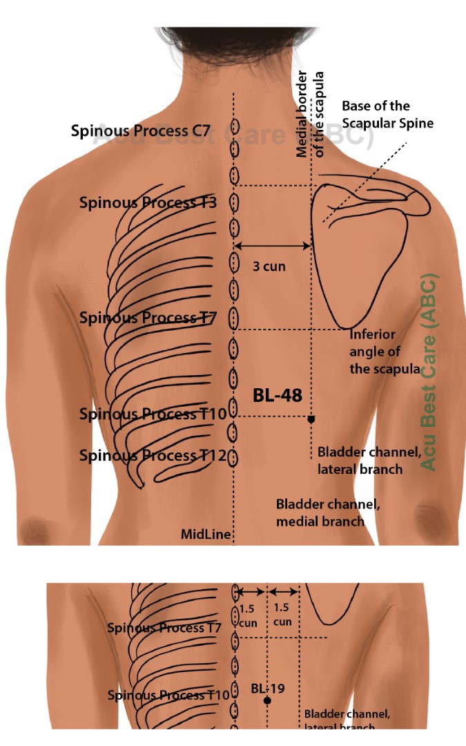 Acubestcare Meridian UB-48 or BL-48